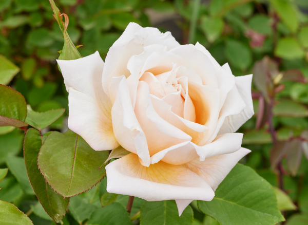 姫野ばら園八ヶ岳農場の扱い商品一覧 | ページ 13