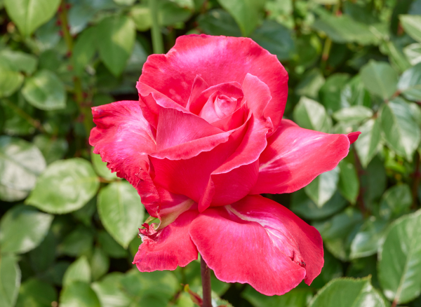 パリ マッチ – Paris Match