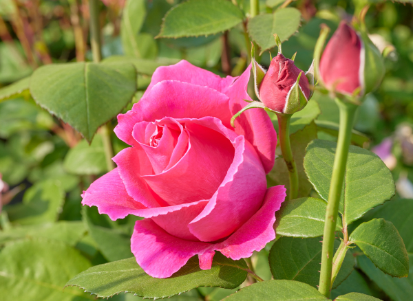 ルバイヤット – Rubaiyat