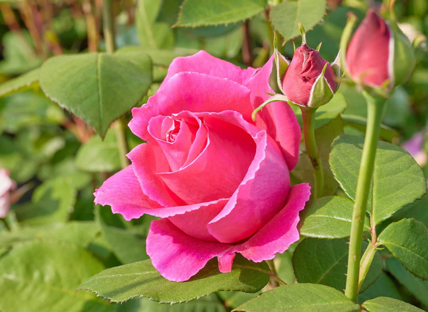 ルバイヤット - Rubaiyat