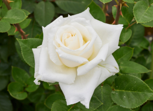 ホワイト プリンス - White Prince