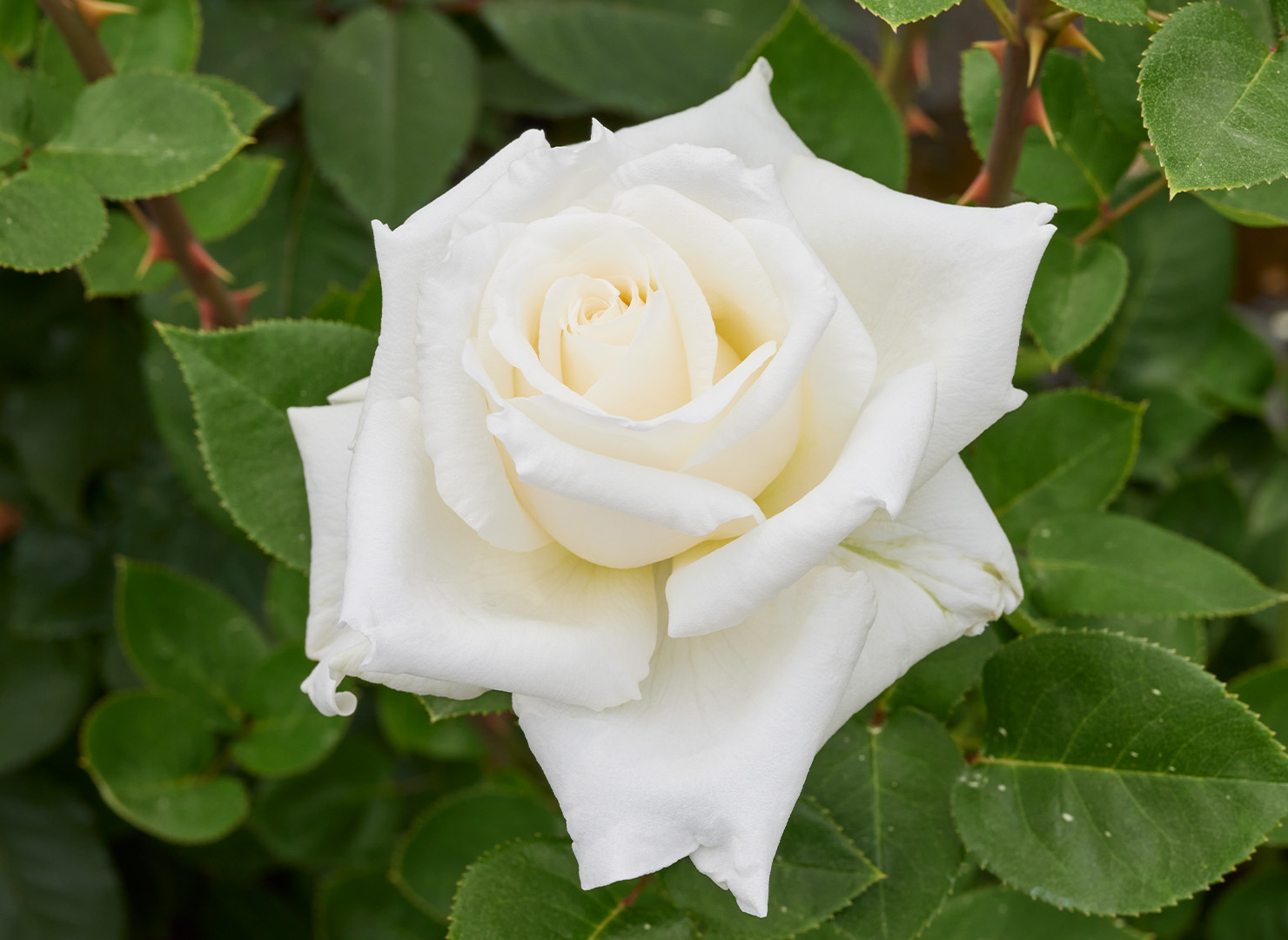 ホワイト プリンス - White Prince