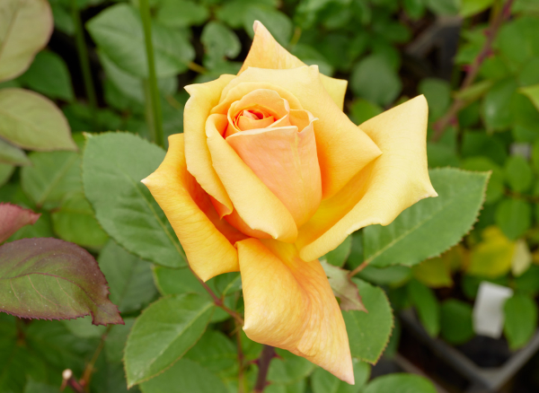 ウィンナーチャーム – Wiener Charme