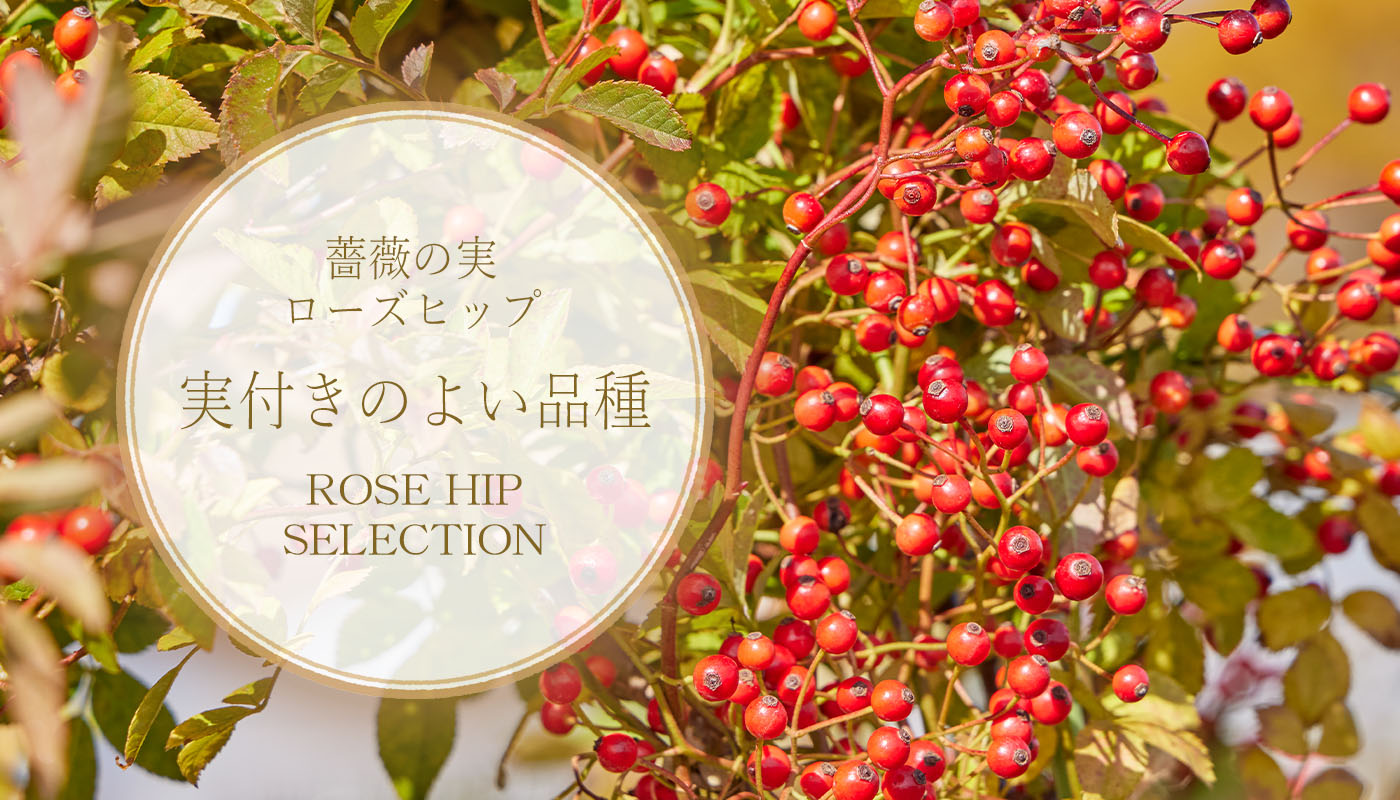 シュネーバルツァー – Schneewalzer | 姫野ばら園八ヶ岳農場