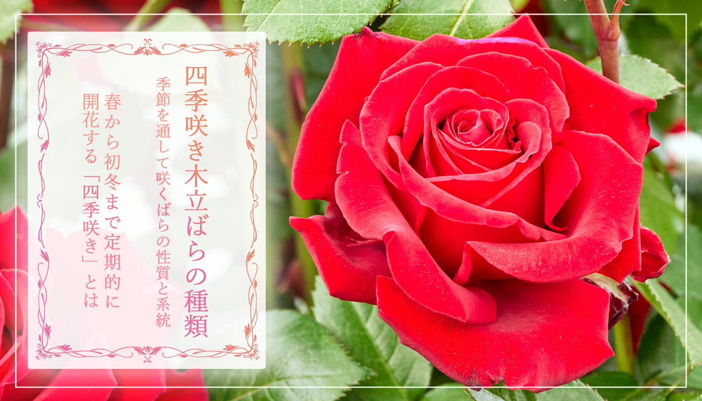 四季咲きばらの種類 – 季節を通して咲くばらの性質と系統