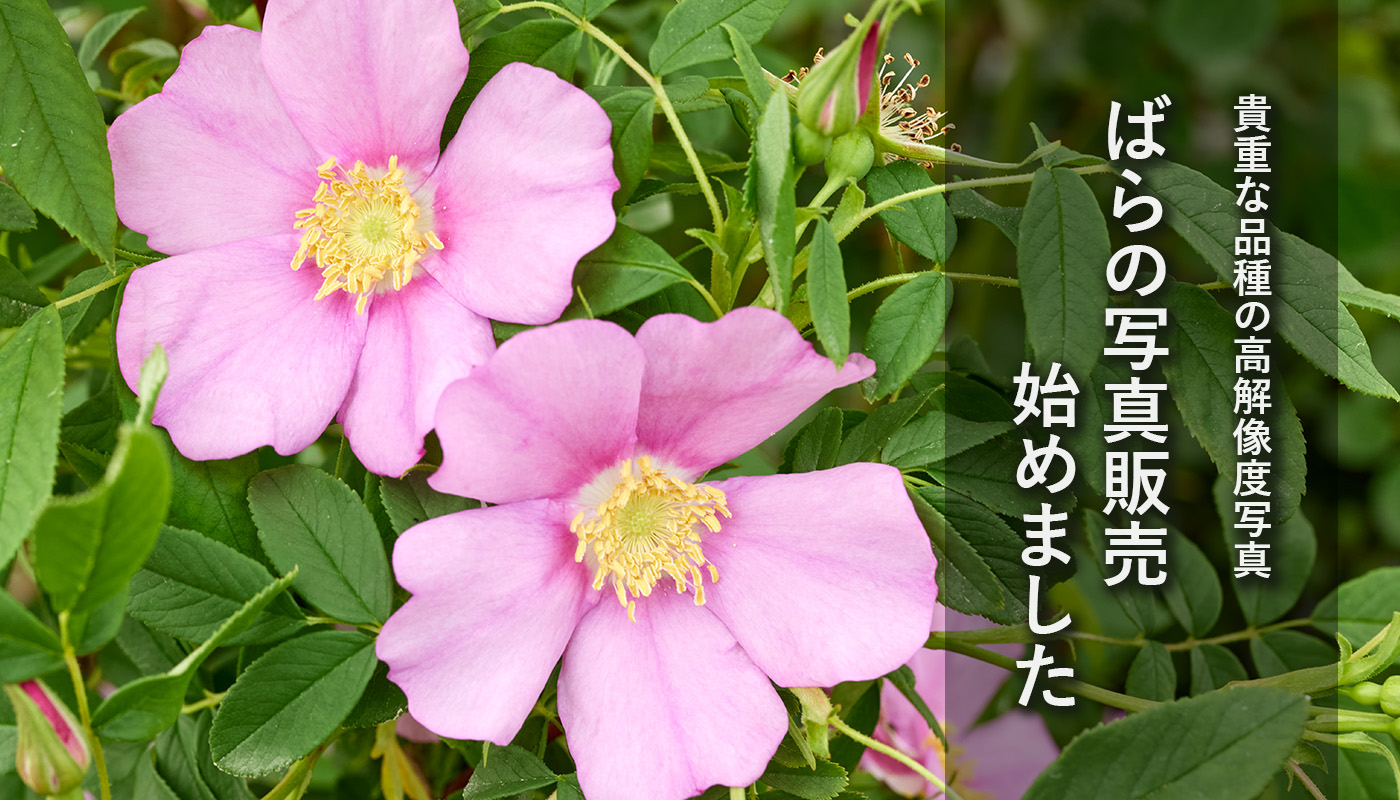 姫野ばら園八ヶ岳農場 ばら写真販売