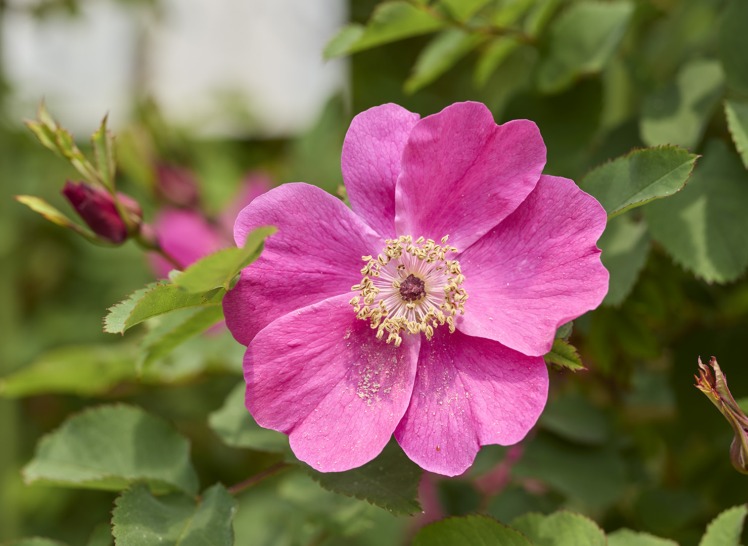 茜富士 - Akane Fuji