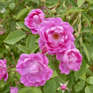 キャメリア ローズ - Camellia Rose