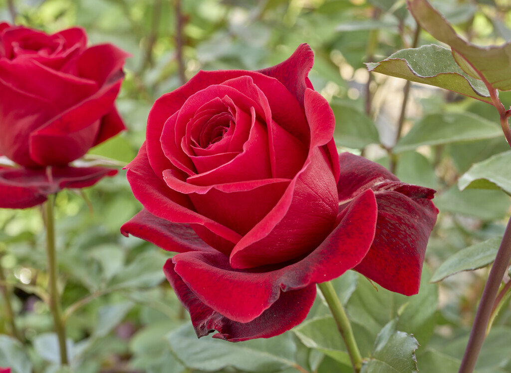 和バラ 和薔薇 はいから 赤 バラ苗 強香 大苗 接木 接木苗 切り花品種 