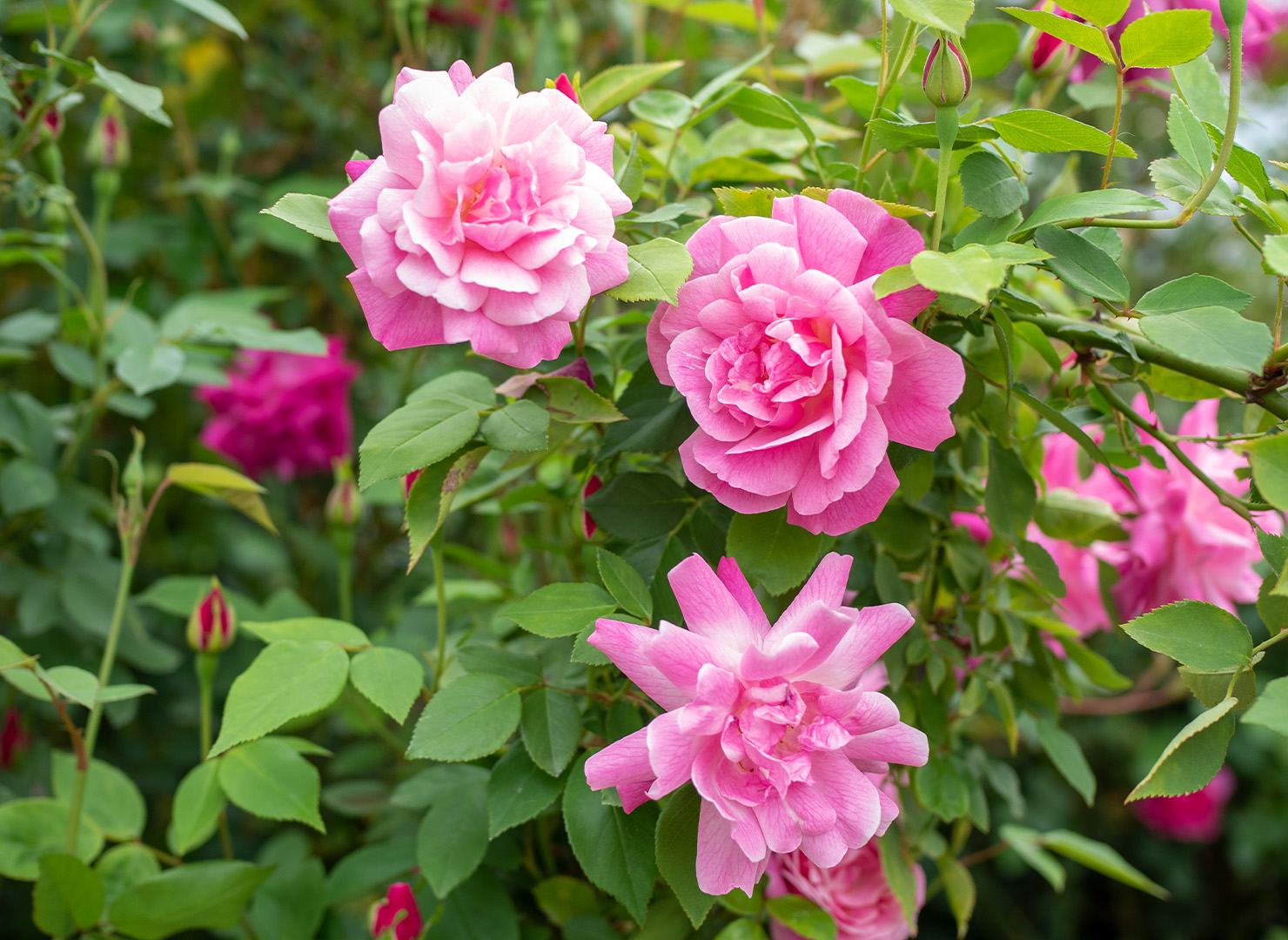 オールド ブラッシュ - Rosa Chinensis ’Old Blush’