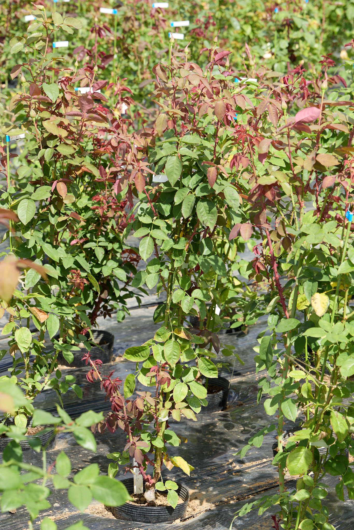 スパニッシュ ビューティー – Spanish Beauty | 姫野ばら園八ヶ岳農場