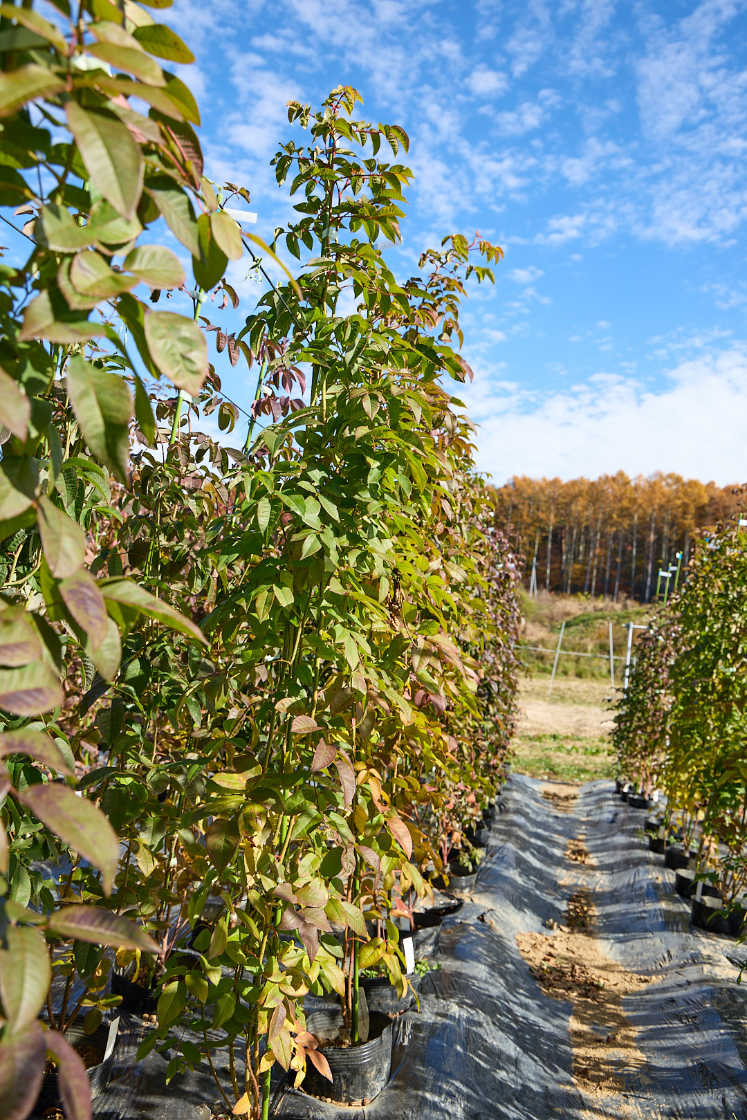 gallery20251115_1.jpg?bwg=