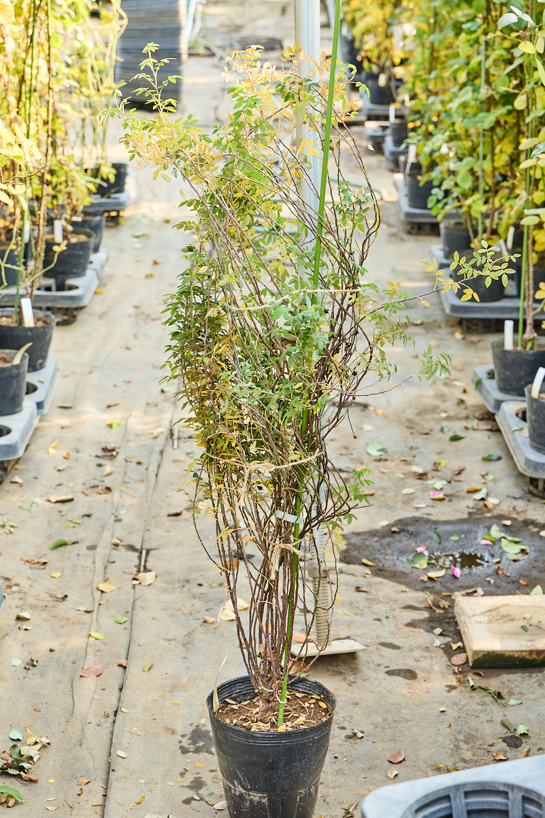 はるか（匿名配送）シルバー　タヒチ南洋パール13.3mm 最強の艶消　葉 シルバー スター – Silver Star | 姫野ばら園八ヶ岳農場