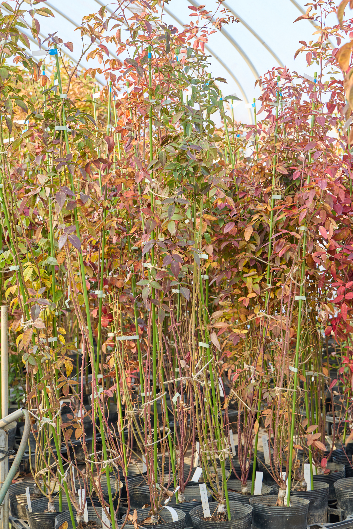 ナチュラルHaviland ローズセンティフォリア　19センチ　2枚 Haviland ローズセンティフォリア 19センチ 4枚セット Haviland ローズ