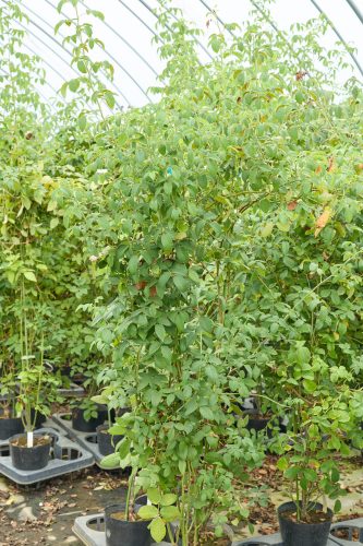 2025年9月14日 撮影