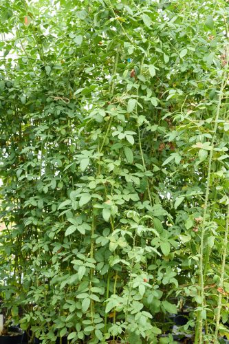 2025年9月14日 撮影