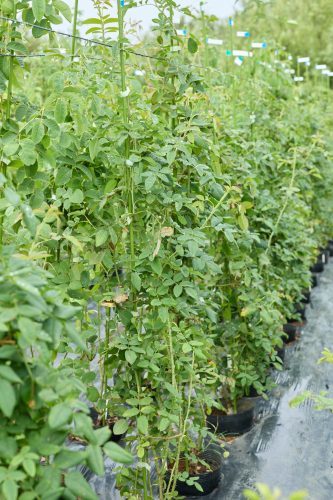 2025年9月14日 撮影