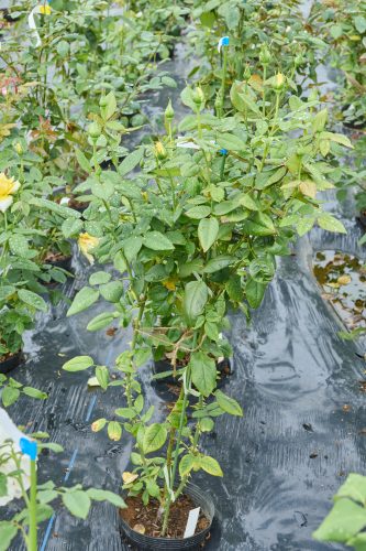 2025年9月14日 撮影