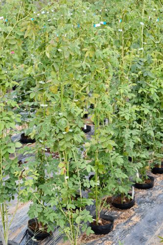 2025年9月25日 撮影