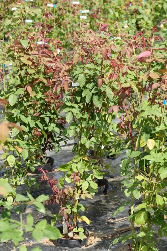 2025年9月30日 撮影