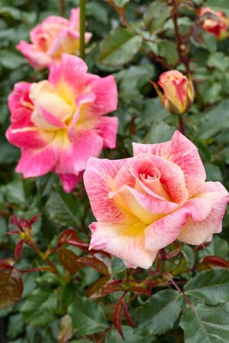 2025年6月4日 撮影