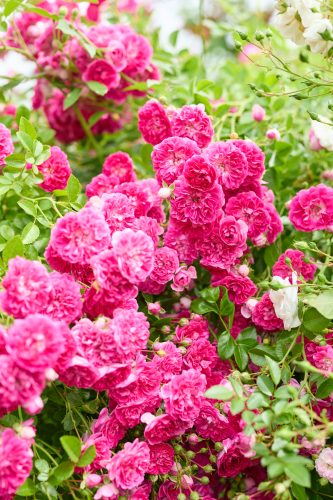 2025年6月7日 撮影