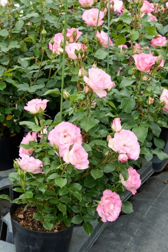 2025年6月12日 撮影