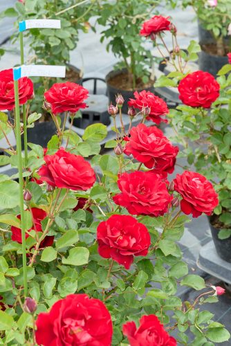 2025年6月12日 撮影