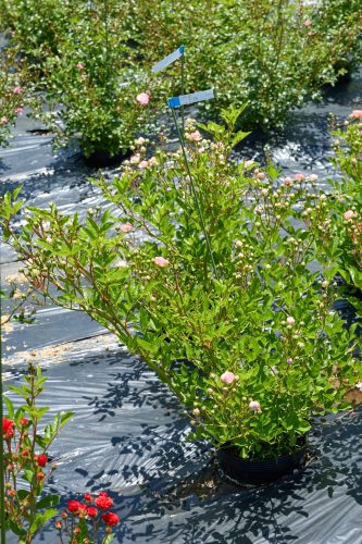 2025年6月18日 撮影