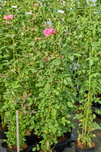 2025年6月27日 撮影