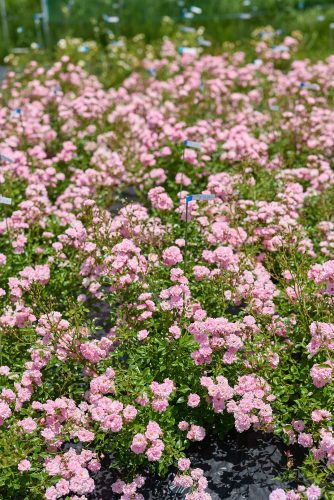 2025年6月28日 撮影