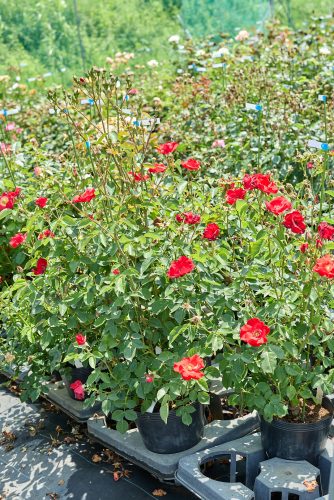 2025年7月4日 撮影