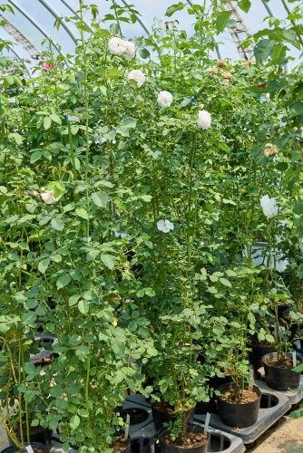 2025年7月4日 撮影