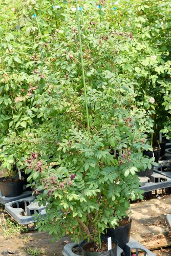 2025年7月4日 撮影