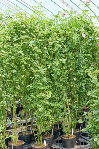 2025年7月4日 撮影