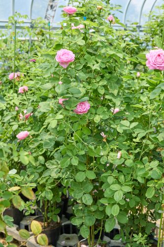 2025年7月8日 撮影