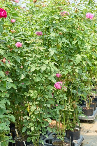 2025年7月8日 撮影