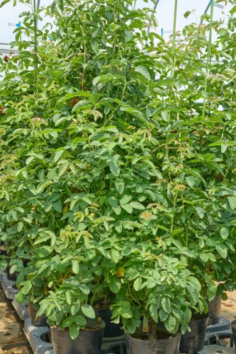 2025年7月12日 撮影