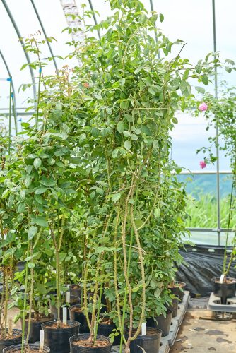 2025年7月18日 撮影