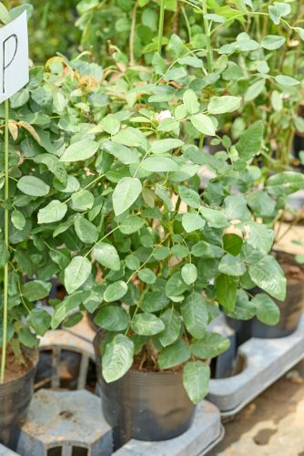 2025年7月18日 撮影