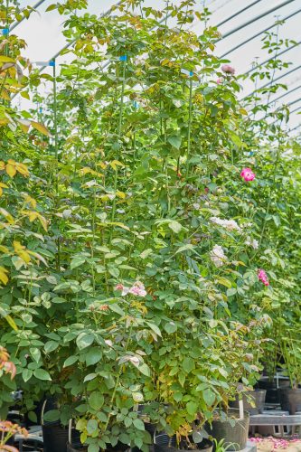 2025年7月27日 撮影