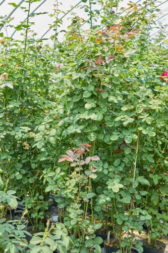 2025年7月27日 撮影