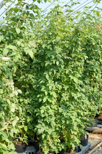 2025年7月27日 撮影