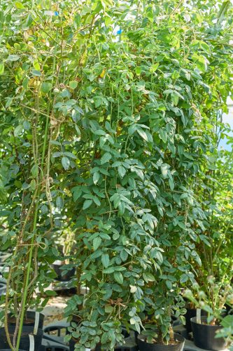 2025年8月31日 撮影