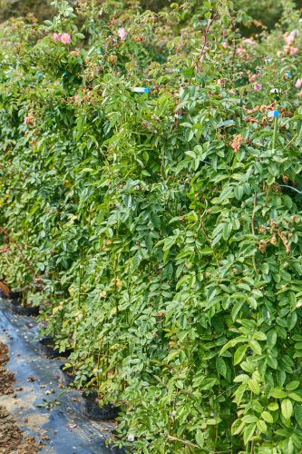 2025年10月18日 撮影