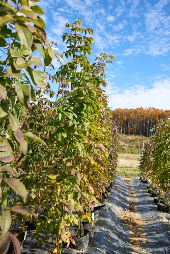 2025年11月14日 撮影