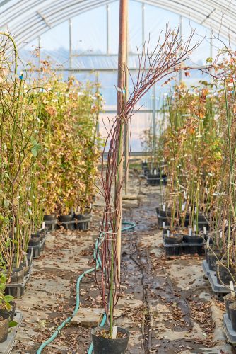 アメジスト – Amethyst | 姫野ばら園八ヶ岳農場