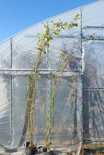 マリア カラス – Maria Callas | 姫野ばら園八ヶ岳農場