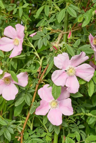 2026年4月27日 撮影