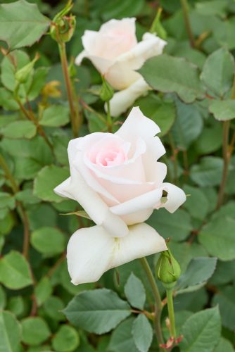 2026年4月27日 撮影